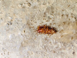 a dead cockroach surrounded by red ants