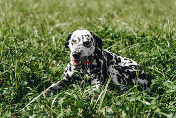 black and white slim and muscular spotted Dalmatian dog in red collar lying in park and eating...