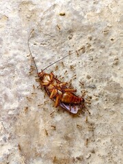 a dead cockroach surrounded by red ants