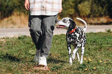 black and white slim and muscular spotted Dalmatian dog in red collar walking with owner in park...