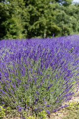 Picturesque meadow of blooming flowers of lavender, beauty of nature