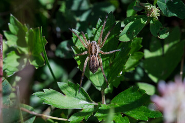 A close-up shot of various bugs on a vibrant flower, surrounded by lush green grass. The flower’s petals are in full bloom, showcasing bright colors that attract a variety of insects. 