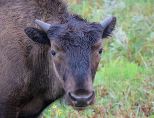 Fototapeta premium Young bison calf on Kansas prairie. Bison seen at Flint Hills, Kansas wildlife refuge.