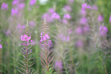 Chamaenerion angustifolium, Epilobium angustifolium. Close-up of pink flower of rosebay willowherb on light green background. natural background, collection of field or forest medicinal plants.