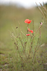 Fototapeta premium poppies. delicate petals of red poppies in the sun. background with red poppy flowers. Beautiful red poppy flower and buds isolated on a light background. wild flower, beauty in nature. close-up