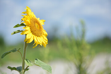 sunflower. Yellow sunflowers, good harvest, bright sunny flower. farming, vegetable garden, field,...