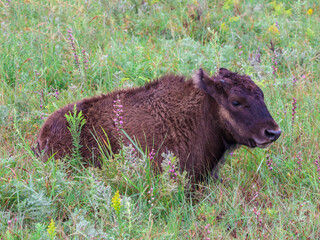 Young bison sitting in a field of wildflowers. This bison lives with its herd in the Flint Hills of Kansas.