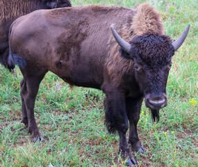 Bison living on Flint Hills prairie refuge in Kansas.