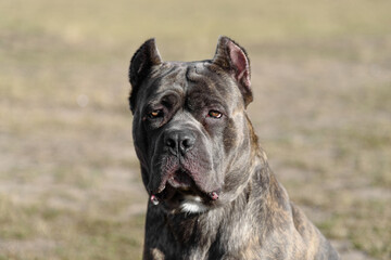 Cane Corso dog in field in sunny day, Italian breed of mastiff, Cane Corso Italiano, companion or guard dog, tiger color, close-up view of muzzle, dogwalking concept