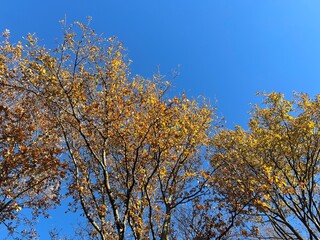 Blue sky, autumn sun illuminates the trees and their leaves in the color orange