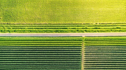 Aerial view of vibrant green agricultural fields with geometric patterns