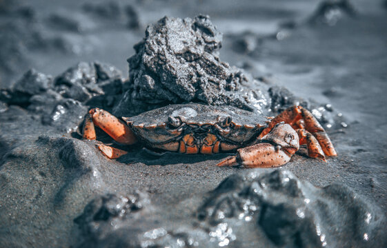 Strandkrabbe