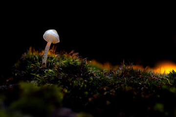 A small solitary mushroom. Mushrooms, one of nature's wonderful creatures. Nature background.