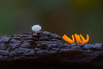 Mushroom. Mushrooms, one of nature's wonderful creatures. Nature background. Golden spindles. 