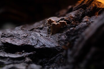 Mushrooms, one of nature's wonderful creatures. Nature background. Schizophyllum commune.