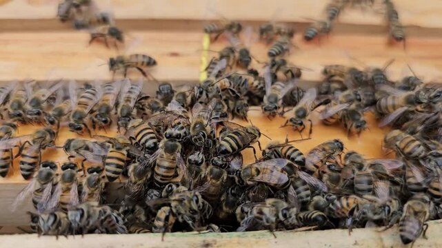 Abelhas comendo