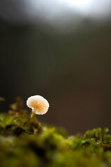 A small solitary mushroom. Mushrooms, one of nature's wonderful creatures. Nature background.
