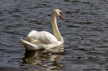 white swans who arrived in eastern Europe in the spring to raise offspring