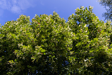 Obraz premium a linden tree with fruits in the autumn season