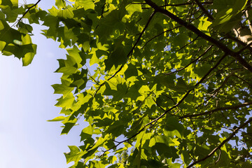 Obraz premium the beautiful foliage of the tulip tree in sunny weather