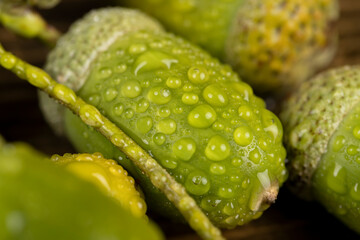not ripe green oak acorn close-up