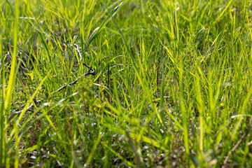 vegetation in the field for animal husbandry