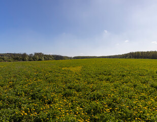blooming yellow dandelions in the spring in the field