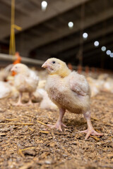 small chickens in down and feathers during cultivation at a poultry farm