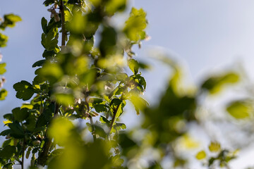 flowering gooseberry bushes in May against a blue sky background