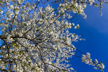 sunny weather in an orchard with cherries