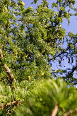 beautiful larch in May in spring