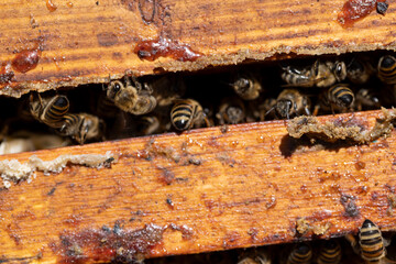 a bee hive with honey bees in sunny weather in summer