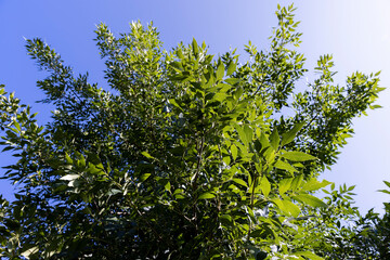 the green foliage of the ash tree in the summer