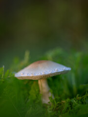 Mushroom in its natural environment.