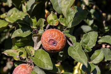 red ripe apples that have rotted on the branches