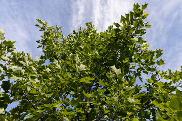 Fototapeta premium foliage changing color to yellow tulip tree in autumn