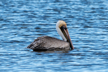 Outer Banks Pelican