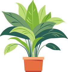 Home plant isolated on transparent background.