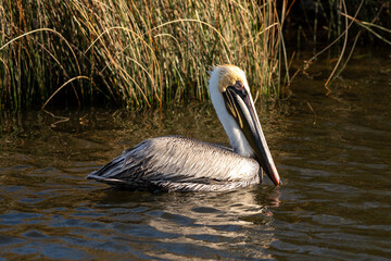 Ocracoke Island Pelican