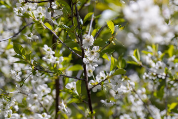 sunny weather in an orchard with cherries
