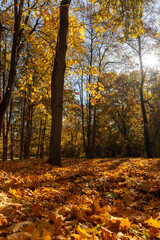 trees during the fall of yellowed foliage in the park