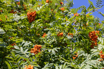 the color of the rowan foliage changes in late summer