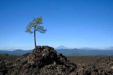 Single stunted pine tree growing out of a rocky lava field, surviving despite the odds, with the...