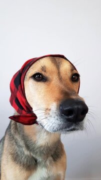 Festive dog in red and black bandana looks stylish and playful indoors. Fashionable dog with scarf sits, nods and turns head. Hound in clothes in funny lady or grandma style for fashion article.