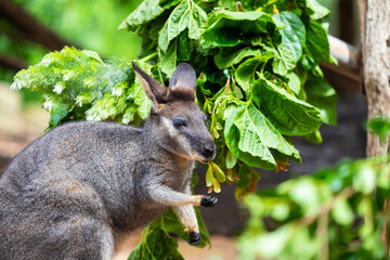 Wallaby in Australia