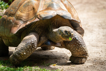 closeup to a large Galapagos Tortoise