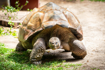 closeup to a large Galapagos Tortoise