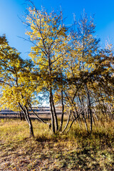 A tree with yellow leaves is in a field