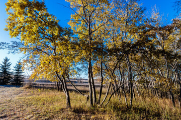 Fototapeta premium A tree with yellow leaves is in a field