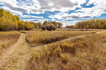 A field of yellow grass with a path in the middle